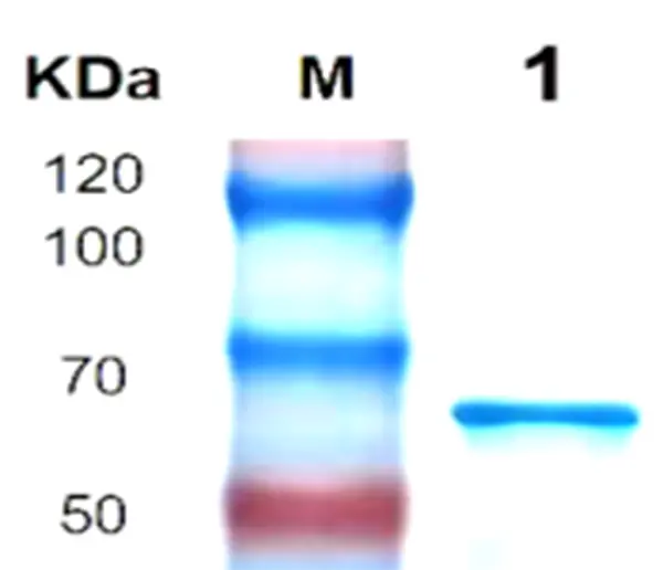 P01T0005 Human Transforming Growth Factor β3 (TGFB3) Protein, Recombinant
