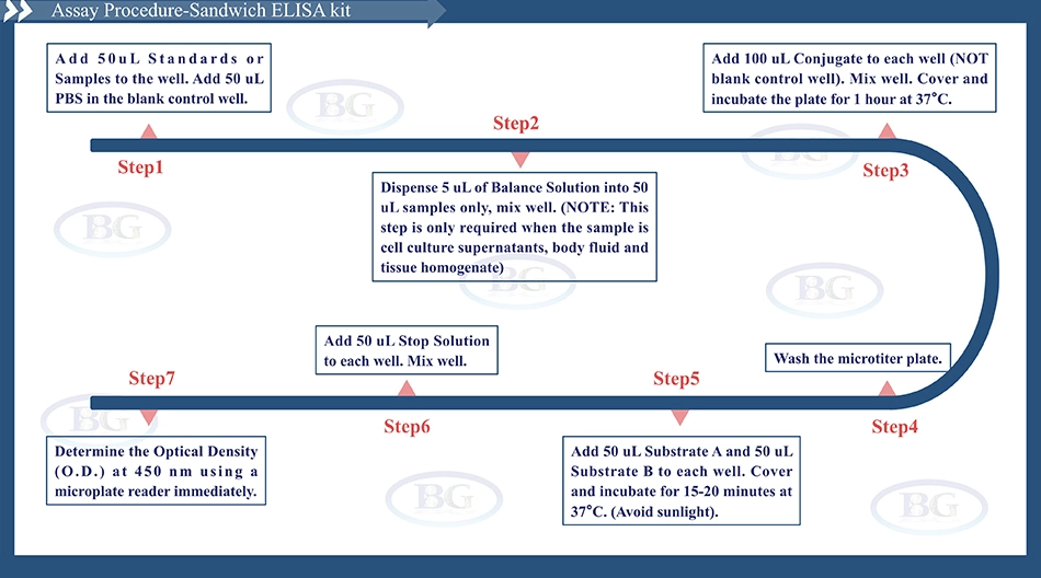 Summary of the Assay Procedure for Human Anti double stranded DNA ELISA kit