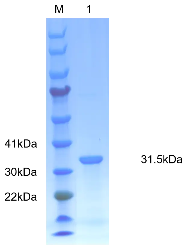 P01F0002 Human Fibroblast Growth Factor 2 (FGF2) Protein, Recombinant