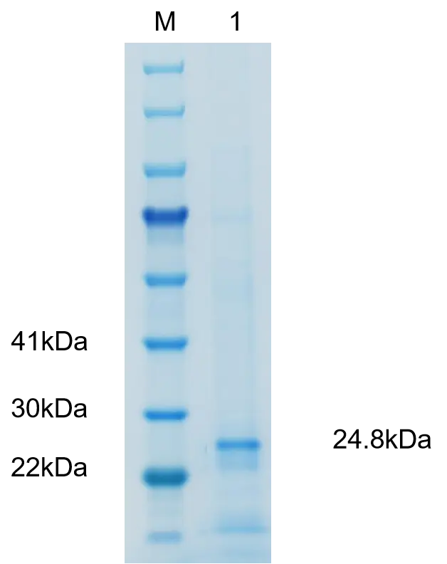 P01I0031 Human Interleukin 8 (IL 8) Protein, Recombinant
