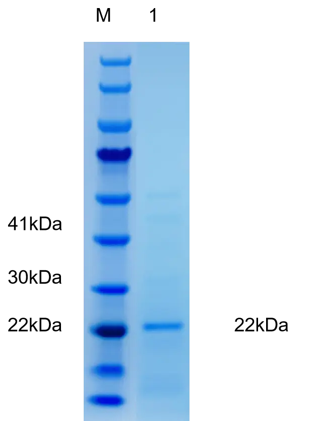 P01T0007 Human Tumor Necrosis Factor α (TNF α) Protein, Recombinant