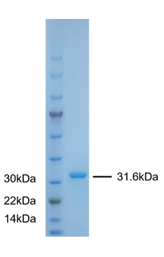 P01F0003 Human Fibroblast Growth Factor 2 (FGF2) Protein, Recombinant
