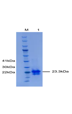 P01V0016 Human Vascular Endothelial Growth Factor 165 (VEGF165) Protein, Recombinant