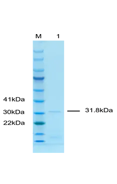 P01I0007 Human Interleukin 4 (IL-4) Protein, Recombinant