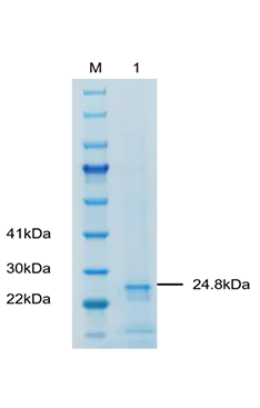 P01I0056 Human Interleukin 8 (IL-8) Protein, Recombinant
