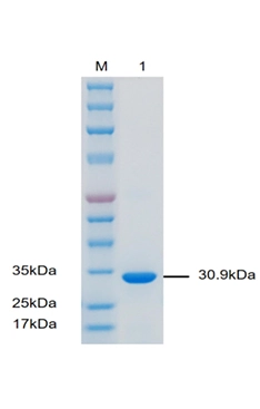 P03T0008 Mouse Tumor Necrosis Factor α (TNF α)  Protein, Recombinant