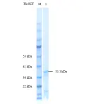 P01S0011 Human Stem Cell Factor (SCF) Protein, Recombinant