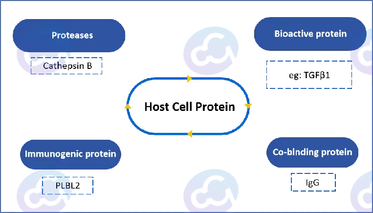 Comprehensive Analysis of Host Cell Protein (HCP), G3 Detection Kit in Chinese Hamster Ovary (CHO) Cells