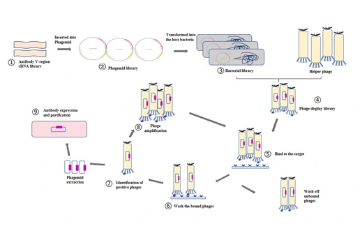 Phage Display