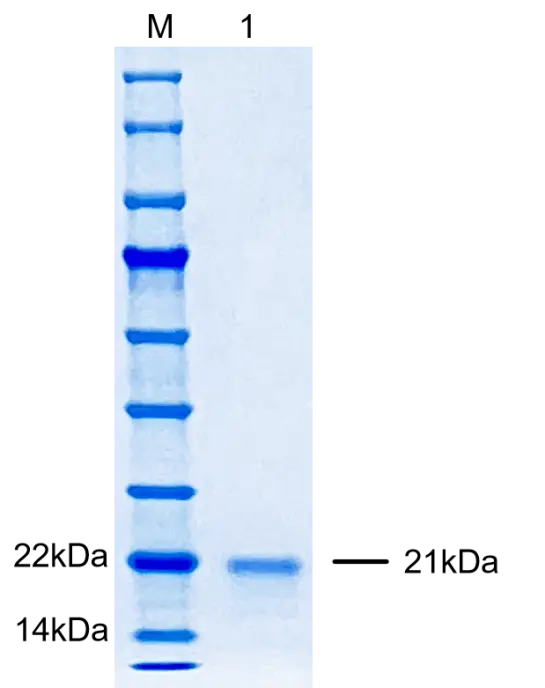 P01E0032-H Human Epidermal Growth Factor (EGF) Protein,Recombinant