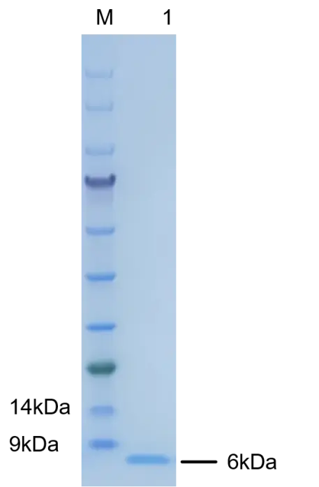 P01E0032P Human Epidermal Growth Factor (EGF) Protein,Recombinant