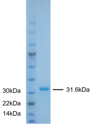 P01F0003P-T Human Fibroblast Growth Factor 2 (FGF2) Protein, Recombinant