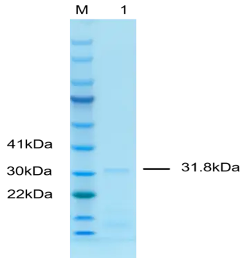 P01I0007P-T Human Interleukin 4 (IL-4) Protein, Recombinant