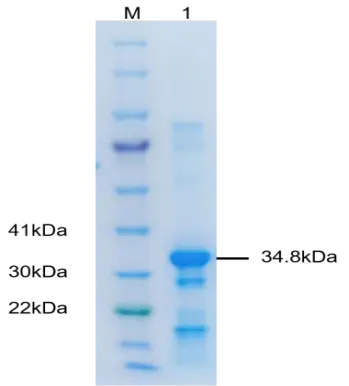 P01I0023P-T Human Interleukin 10 (IL-10) Protein, Recombinant