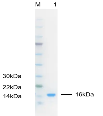 P01F0003P Human Fibroblast Growth Factor 2 (FGF2) Protein, Recombinant