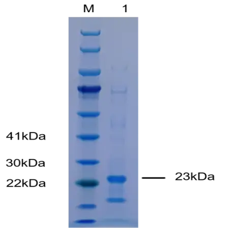 P01I0420P-T Human Long arginine 3-IGF-1 (IGF1-LR3) Protein, Recombinant