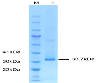 P01R0005P-T Human Receptor activator of nuclear factor kappa B ligand (RANKL) Protein, Recombinant