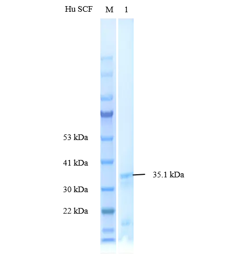 P01S0011P-T Human Stem Cell Factor (SCF) Protein, Recombinant