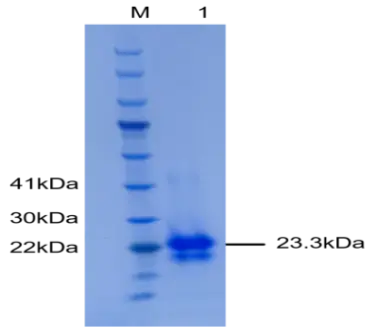 P01V0016P-T Human Vascular Endothelial Growth Factor 165 (VEGF165) Protein, Recombinant