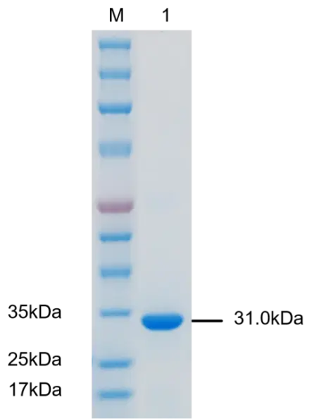 P03T0008P-T Mouse Tumor Necrosis Factor α (TNF α)  Protein, Recombinant