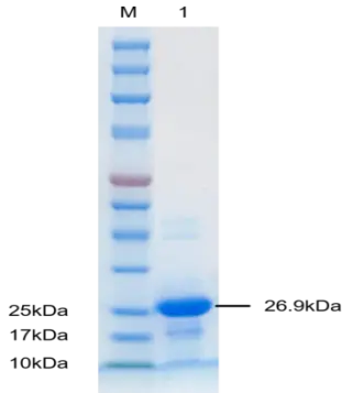 PGEU0001P-T SUMO protease (Ulp1) protein, Recombinant